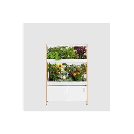 Rise Gardens Double New Rise Garden cloud RG200001-2